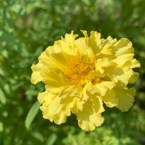 Meet your Posher, Basantie